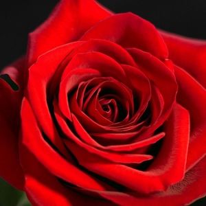 Meet your Posher, Rose